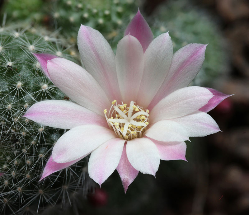 Rebutia cv Celebration